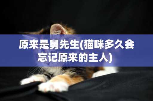 原來是舅先生(貓咪多久會忘記原來的主人) 