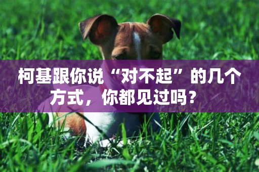 柯基跟你說“對不起”的幾個方式，你都見過嗎？ 