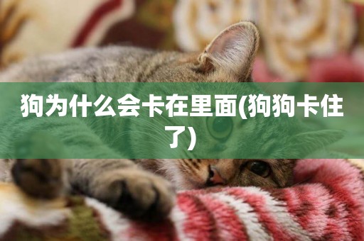 狗為什么會卡在里面(狗狗卡住了) 