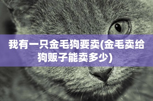 我有一只金毛狗要賣(金毛賣給狗販子能賣多少) 