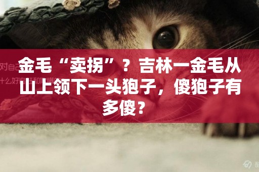 金毛“賣拐”？吉林一金毛從山上領下一頭狍子，傻狍子有多傻？ 