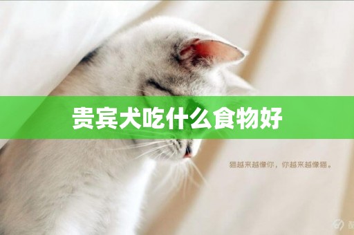 貴賓犬吃什么食物好
