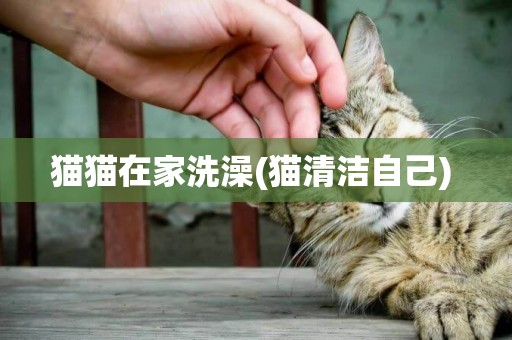貓貓在家洗澡(貓清潔自己) 