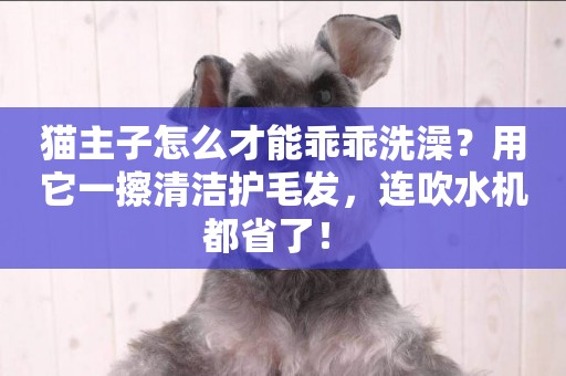 貓主子怎么才能乖乖洗澡？用它一擦清潔護毛發，連吹水機都省了！ 
