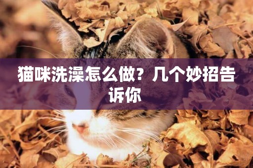 貓咪洗澡怎么做？幾個妙招告訴你 
