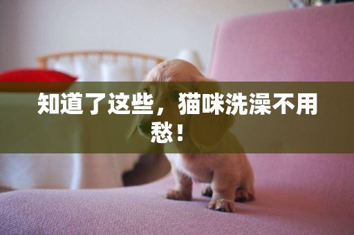 知道了這些，貓咪洗澡不用愁！ 