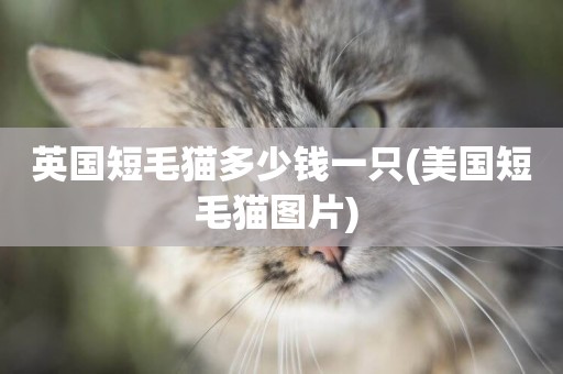 英國短毛貓多少錢一只(美國短毛貓圖片) 