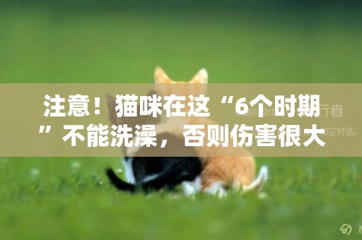 注意！貓咪在這“6個時期”不能洗澡，否則傷害很大 