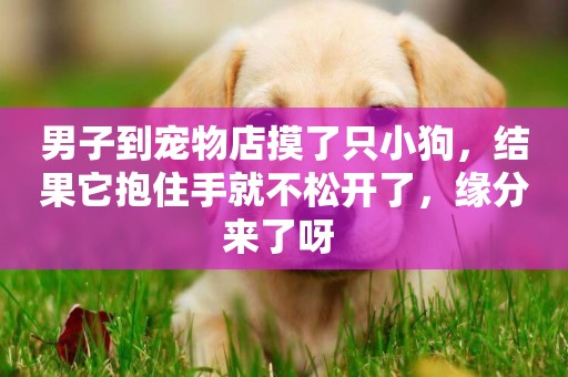 男子到寵物店摸了只小狗，結果它抱住手就不松開了，緣分來了呀 