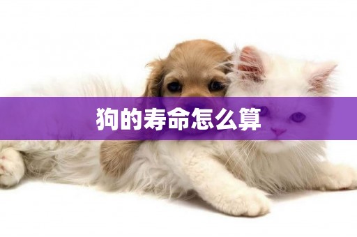 狗的壽命怎么算