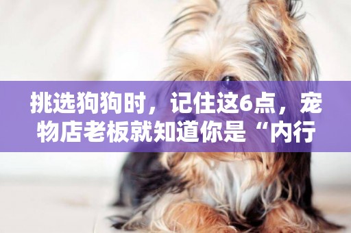 挑選狗狗時，記住這6點，寵物店老板就知道你是“內行人” 