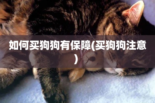 如何買狗狗有保障(買狗狗注意) 