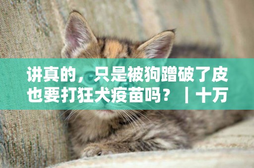 講真的，只是被狗蹭破了皮也要打狂犬疫苗嗎？｜十萬個求生指南 