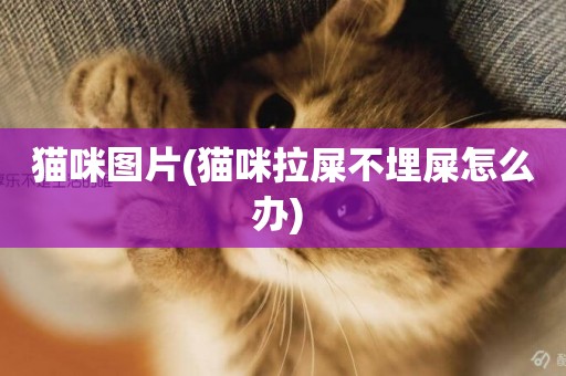 貓咪圖片(貓咪拉屎不埋屎怎么辦) 