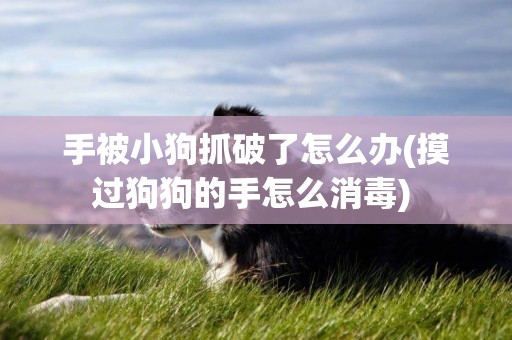 手被小狗抓破了怎么辦(摸過狗狗的手怎么消毒) 
