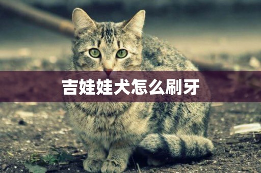 吉娃娃犬怎么刷牙