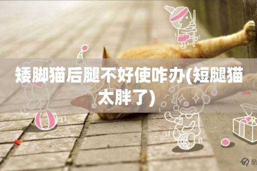 矮腳貓后腿不好使咋辦(短腿貓太胖了) 