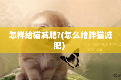 怎樣給貓減肥?(怎么給胖貓減肥) 