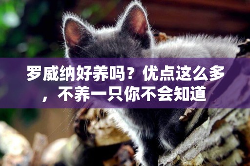 羅威納好養嗎？優點這么多，不養一只你不會知道 