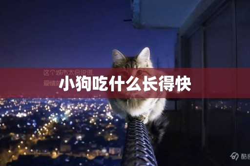 小狗吃什么長得快