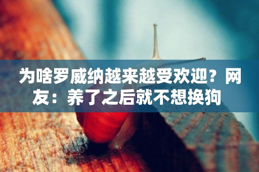 為啥羅威納越來越受歡迎？網友：養了之后就不想換狗 