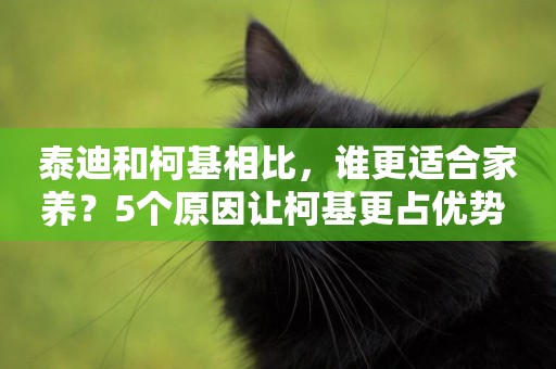 泰迪和柯基相比，誰更適合家養？5個原因讓柯基更占優勢 