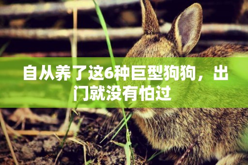自從養了這6種巨型狗狗，出門就沒有怕過 