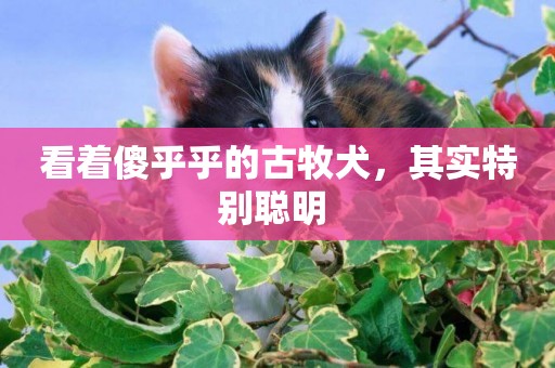 看著傻乎乎的古牧犬，其實特別聰明 