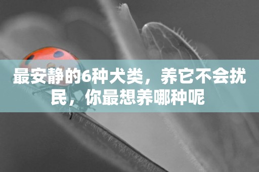 最安靜的6種犬類，養它不會擾民，你最想養哪種呢 