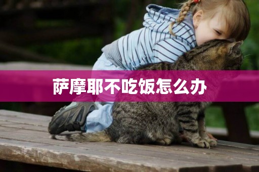 薩摩耶不吃飯怎么辦