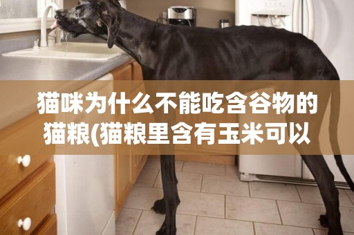 貓咪為什么不能吃含谷物的貓糧(貓糧里含有玉米可以吃嗎) 
