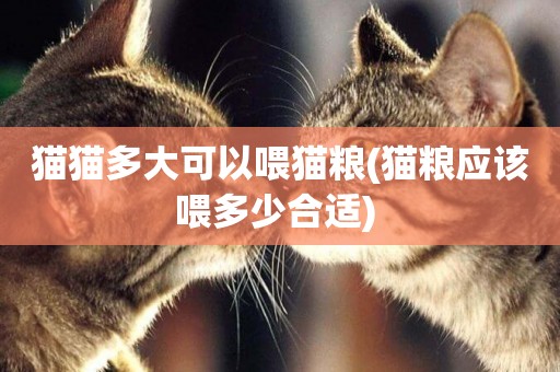 貓貓多大可以喂貓糧(貓糧應該喂多少合適) 