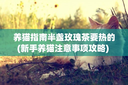養貓指南半盞玫瑰茶要熱的(新手養貓注意事項攻略) 