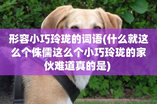 形容小巧玲瓏的詞語(什么就這么個侏儒這么個小巧玲瓏的家伙難道真的是) 