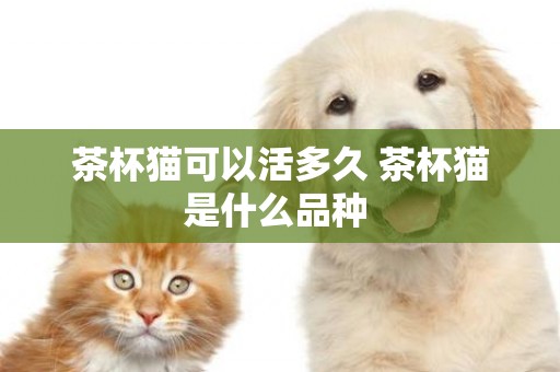 茶杯貓可以活多久 茶杯貓是什么品種 