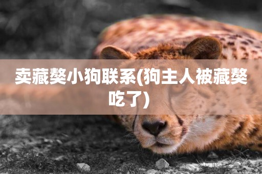 賣藏獒小狗聯系(狗主人被藏獒吃了) 