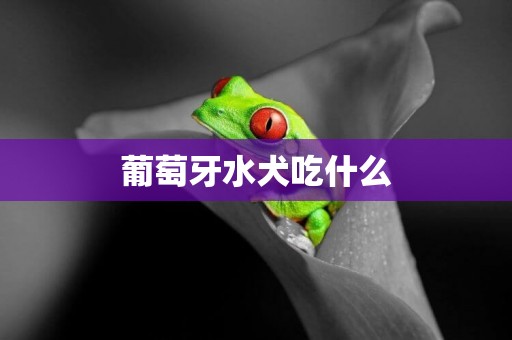 葡萄牙水犬吃什么