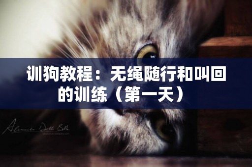 訓狗教程：無繩隨行和叫回的訓練（第一天） 