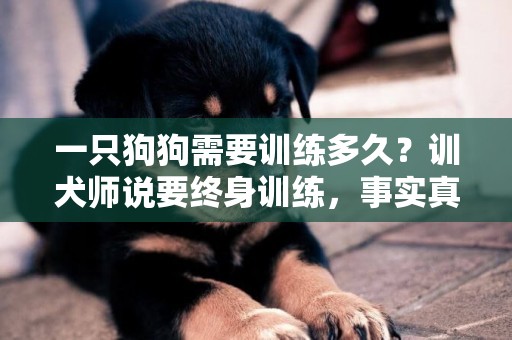 一只狗狗需要訓練多久？訓犬師說要終身訓練，事實真是如此嗎？ 