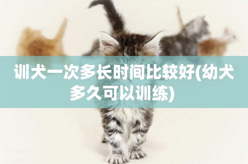 訓犬一次多長時間比較好(幼犬多久可以訓練) 