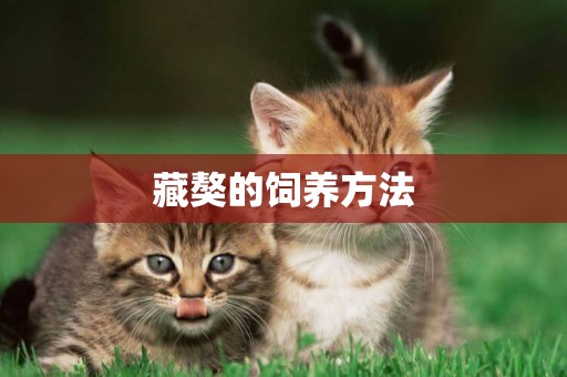 藏獒的飼養方法