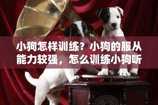 小狗怎樣訓練？小狗的服從能力較強，怎么訓練小狗聽話 
