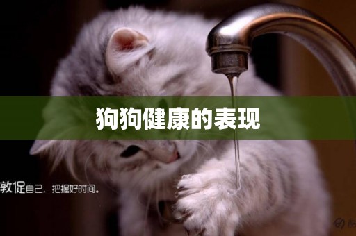 狗狗健康的表現