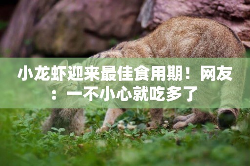 小龍蝦迎來最佳食用期！網友：一不小心就吃多了 