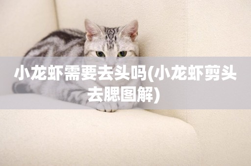 小龍蝦需要去頭嗎(小龍蝦剪頭去腮圖解) 
