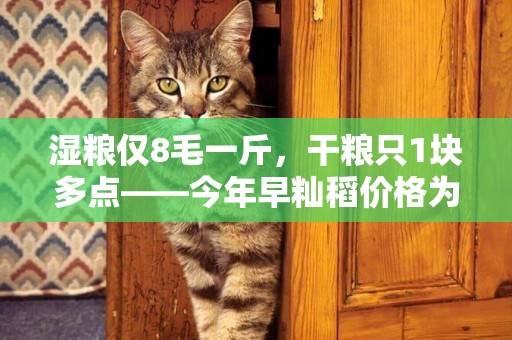 濕糧僅8毛一斤，干糧只1塊多點——今年早秈稻價格為何如此低迷？ 