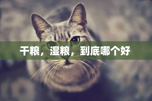 干糧，濕糧，到底哪個好 