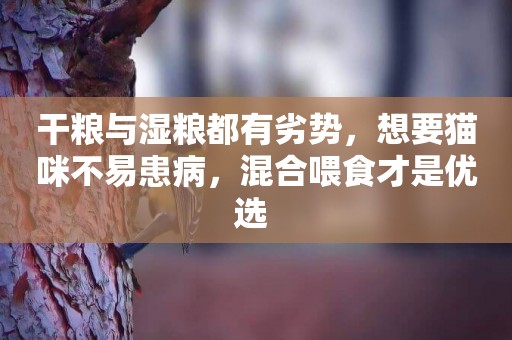 干糧與濕糧都有劣勢，想要貓咪不易患病，混合喂食才是優選 