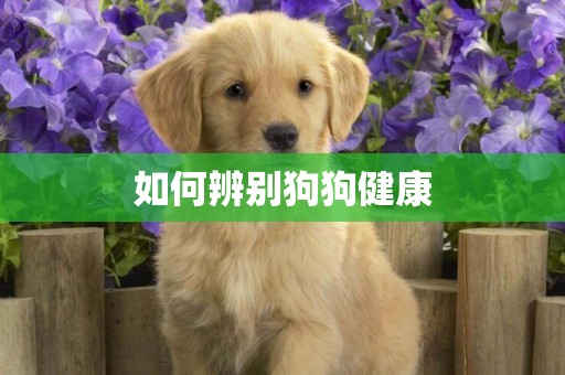 如何辨別狗狗健康