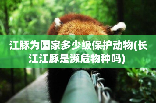江豚為國家多少級保護動物(長江江豚是瀕危物種嗎) 